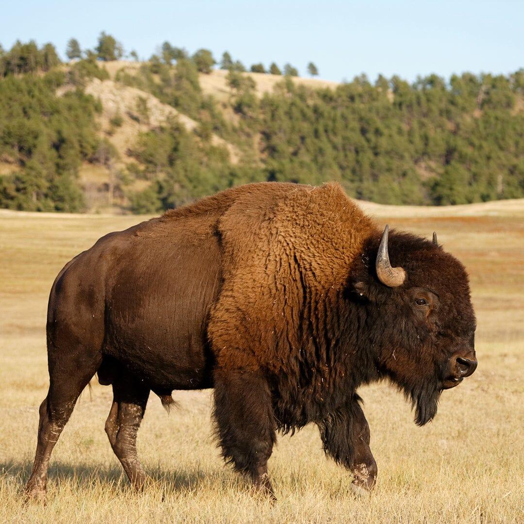 Biodynamic All-in-One Buffalo Soil Activator (BSA) - The Josephine Porter Institute