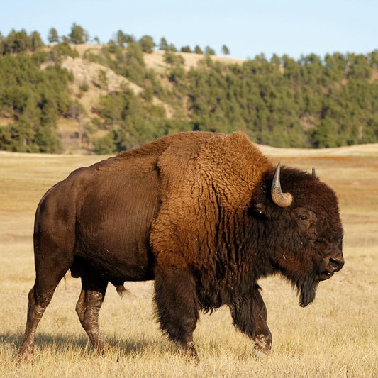 Biodynamic All-in-One Buffalo Soil Activator (BSA) - The Josephine Porter Institute