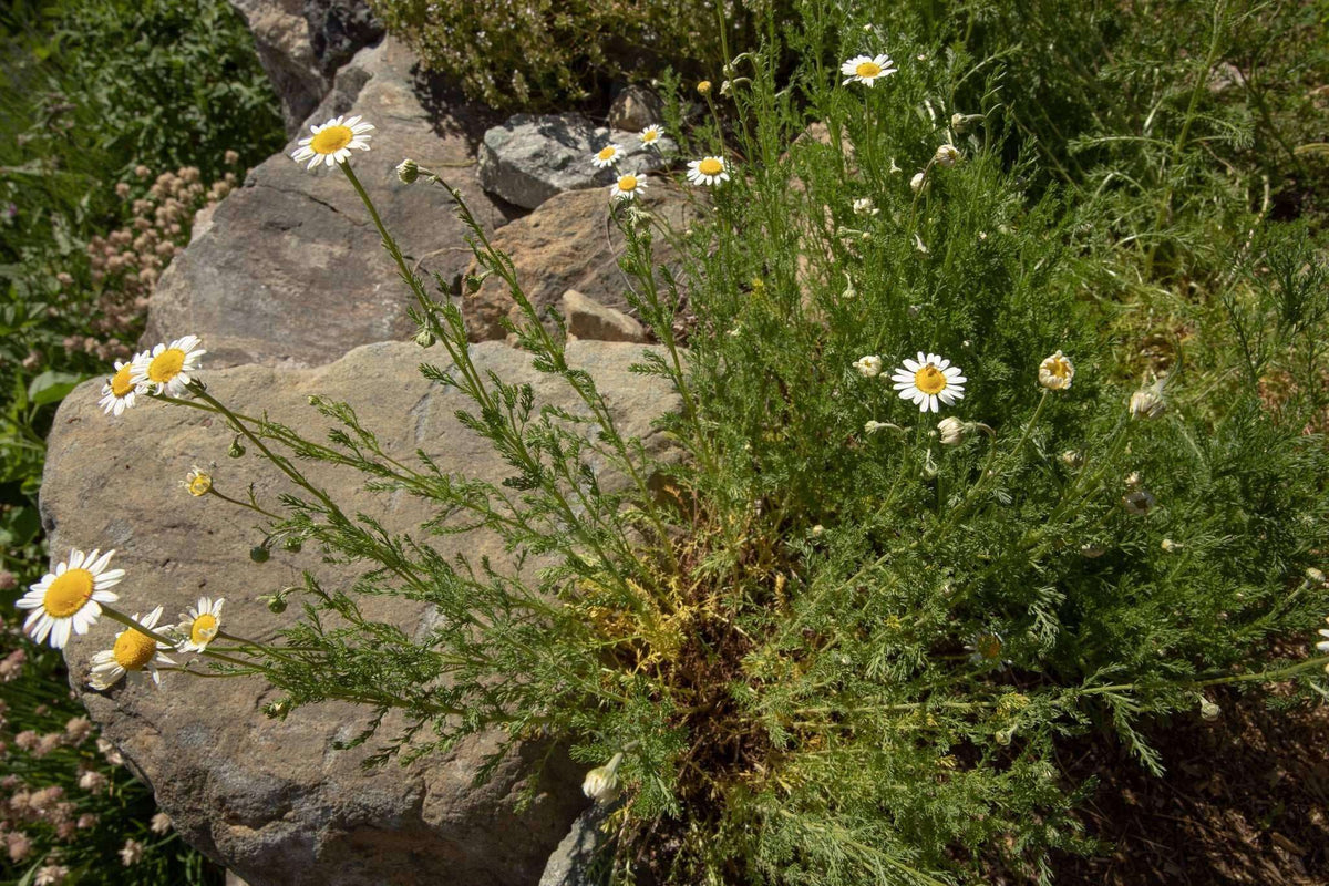 Biodynamic® Chamomile Preparation - Matricaria chamomilla - (BD 503) BD Compost Preparation - The Josephine Porter Institute