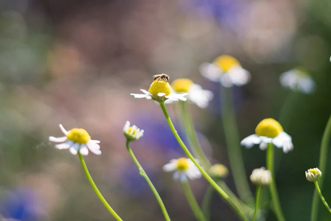 Biodynamic® Chamomile Preparation - Matricaria chamomilla - (BD 503) BD Compost Preparation - The Josephine Porter Institute