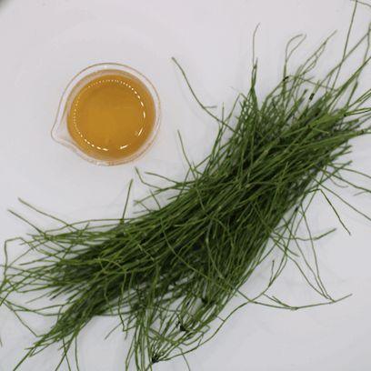 Biodynamic Horsetail Plant Preparation - Equisetum arvense (BD 508) Spray Preparation - The Josephine Porter Institute