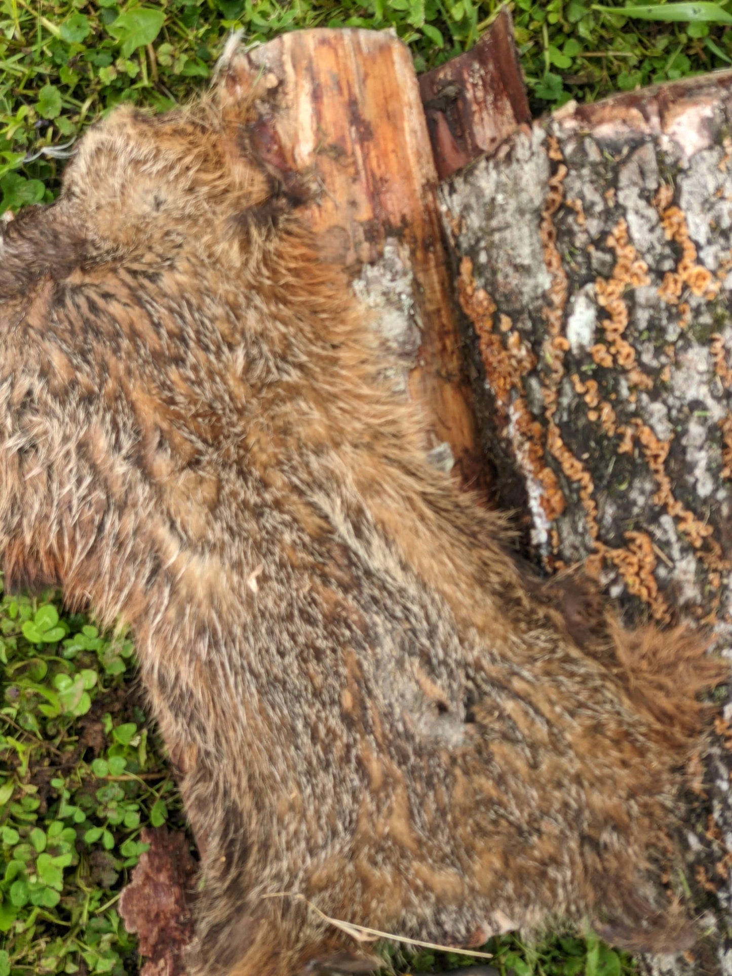 2022 Biodynamic Pest Pepper Video (Recording) - The Josephine Porter Institute