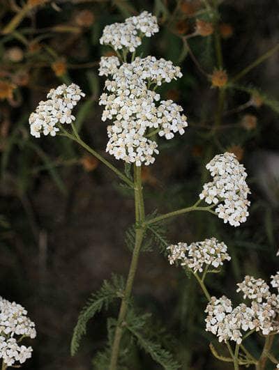 Biodynamic® Yarrow Preparation – Achillea millefolium – (BD 502) BD Compost Preparation - The Josephine Porter Institute