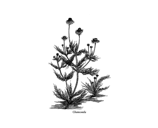 Featured archival image for Applied Biodynamics — Issue 002 (Winter 1992)