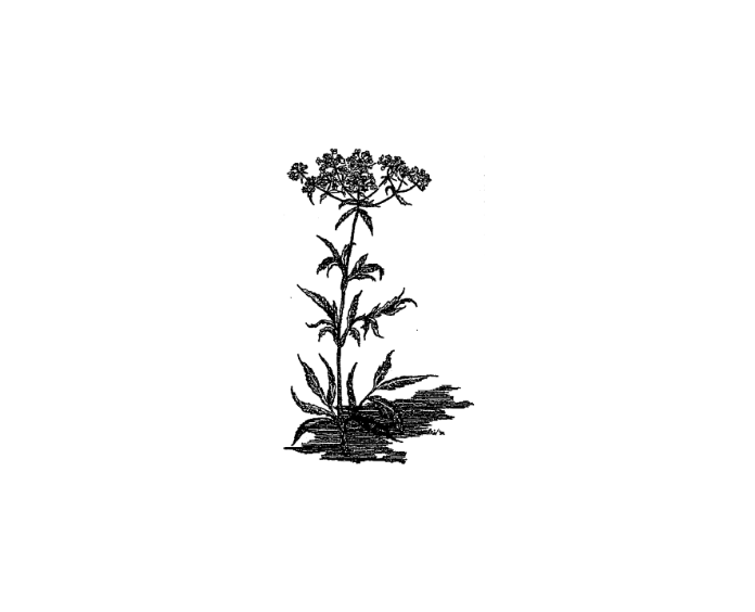 Featured archival image for Applied Biodynamics — Issue 003 (Spring 1993)