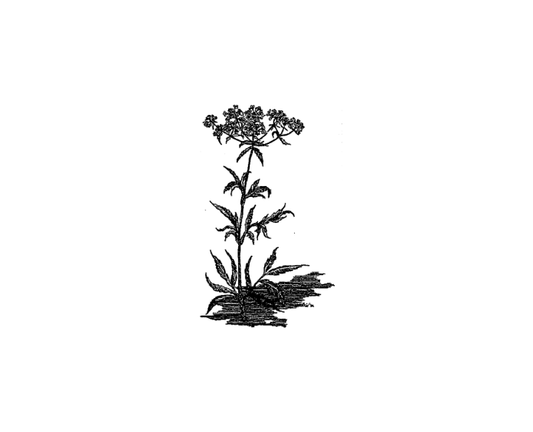 Featured archival image for Applied Biodynamics — Issue 003 (Spring 1993)