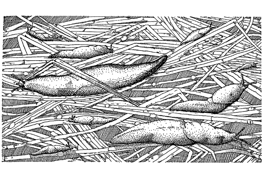 Applied Biodynamics — Issue 015 (Spring 1996)