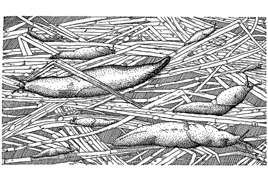 Featured archival image for Applied Biodynamics — Issue 015 (Spring 1996)