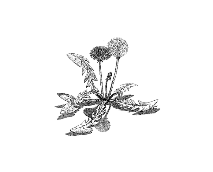 Applied Biodynamics — Issue 016 (Summer 1996)