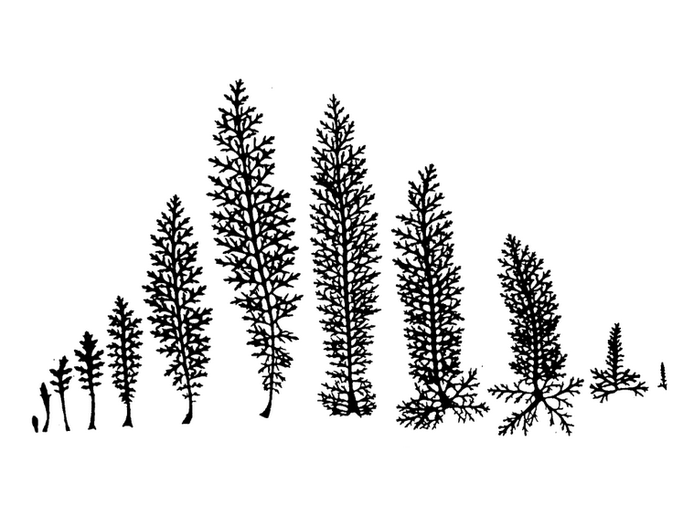 Applied Biodynamics — Issue 022 (Winter 1997–1998)