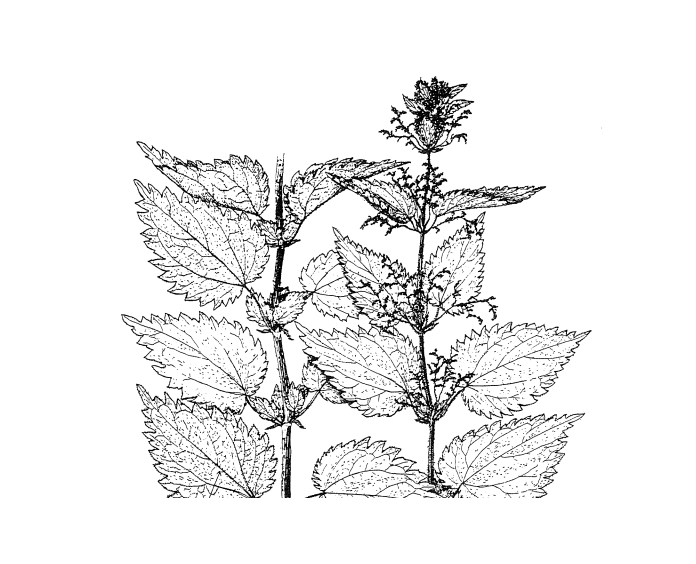 Applied Biodynamics — Issue No. 024 (Fall 1998)