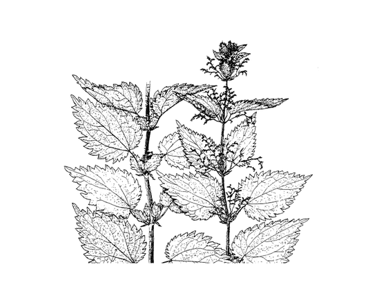 Featured archival image for Applied Biodynamics — Issue No. 024 (Fall 1998)