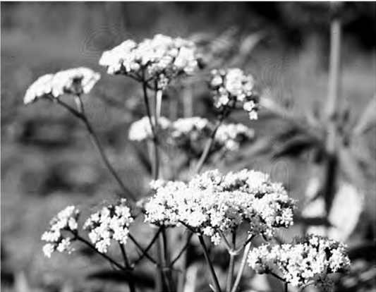 Featured archival image for Applied Biodynamics — Issue 029/030 (Spring/Fall 2000)