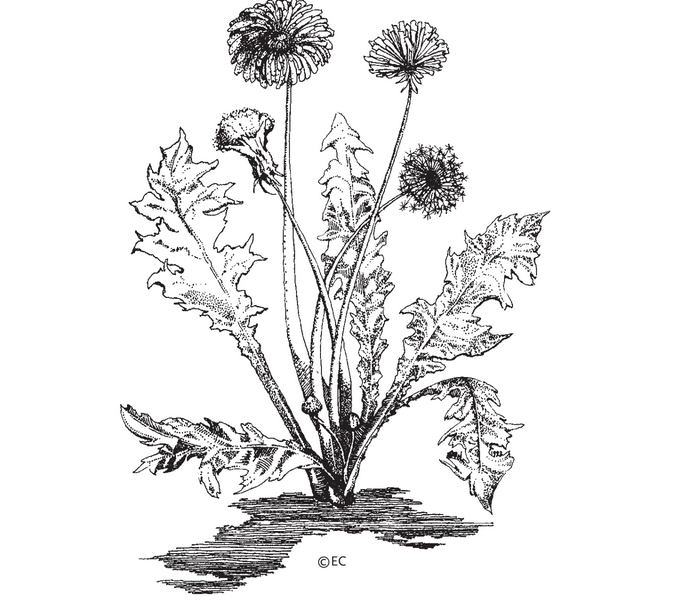 Applied Biodynamics — Issue 032 (Spring 2001)