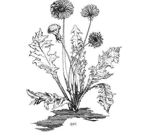 Featured archival image for Applied Biodynamics — Issue 032 (Spring 2001)