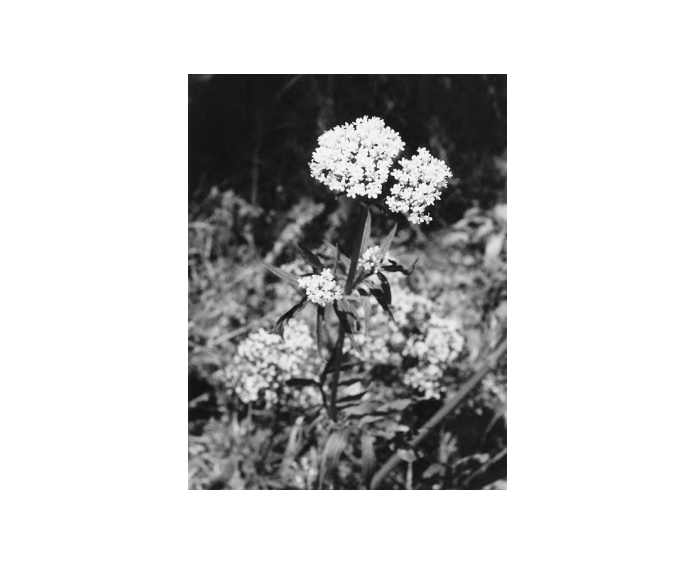 Featured archival image for Applied Biodynamics — Issue 033 (Summer 2001)