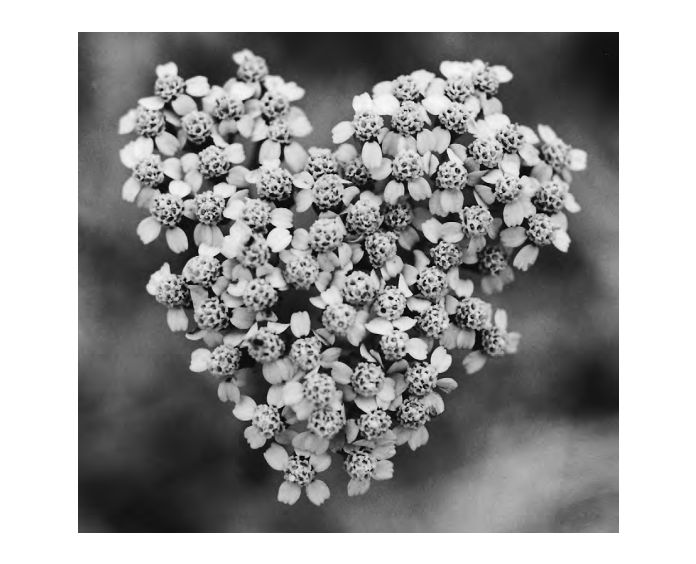 Applied Biodynamics — Issue 037 (Summer 2002)