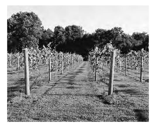 Featured archival image for Applied Biodynamics — Issue 038 (Fall 2002)