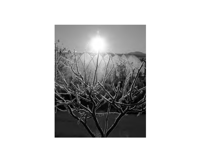 Applied Biodynamics — Issue 039 (Winter 2002–2003)