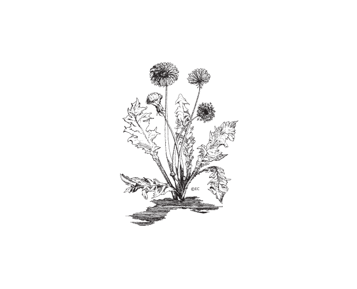 Featured archival image for Applied Biodynamics — Issue 043 (Winter 2003–2004)
