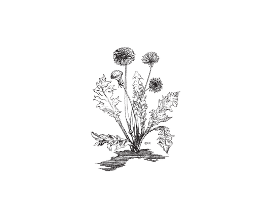 Featured archival image for Applied Biodynamics — Issue 043 (Winter 2003–2004)