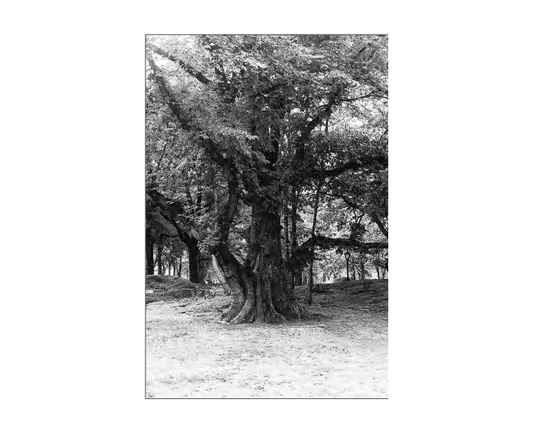 Featured archival image for Applied Biodynamics — Issue 050 (Fall 2005)