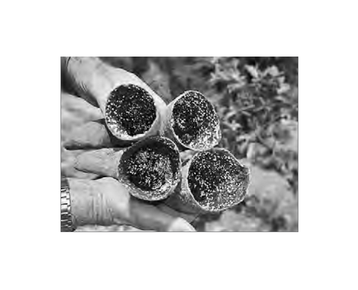 Featured archival image for Applied Biodynamics — Issue No. 053 (Summer 2006)
