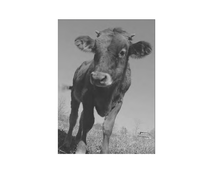 Featured archival image for Applied Biodynamics — Issue 055 (Winter 2006–2007)