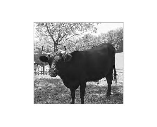 Featured archival image for Applied Biodynamics — Issue 059 (Winter 2007–2008)