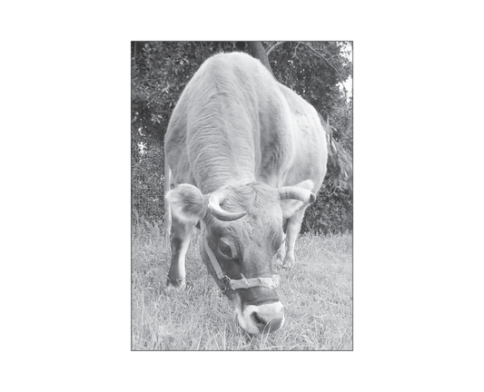 Featured archival image for Applied Biodynamics — Issue 062 (Fall 2008)