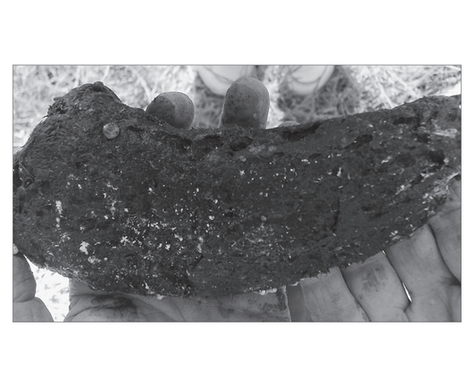 Featured archival image for Applied Biodynamics — Issue 064 (Spring 2009)