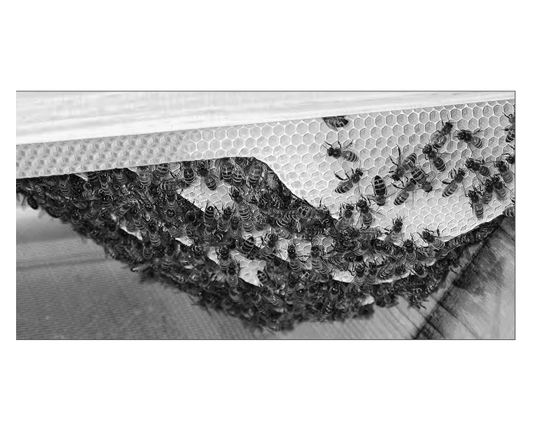 Featured archival image for Applied Biodynamics — Issue 065 (Summer 2009)