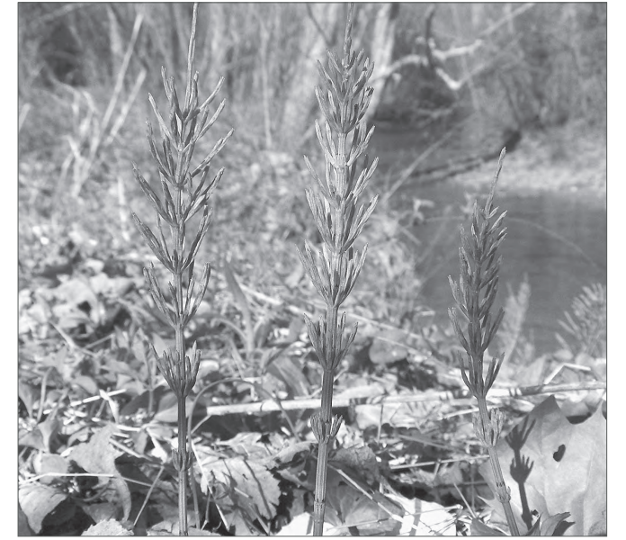 Featured archival image for Applied Biodynamics — Issue 067 (Winter 2009–2010)