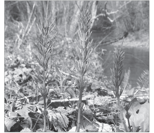 Featured archival image for Applied Biodynamics — Issue 067 (Winter 2009–2010)