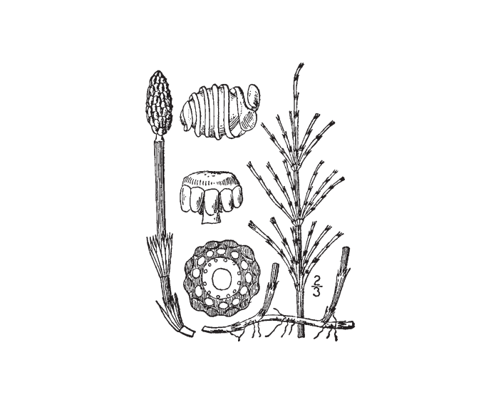 Applied Biodynamics — Issue 068 (Spring 2010)