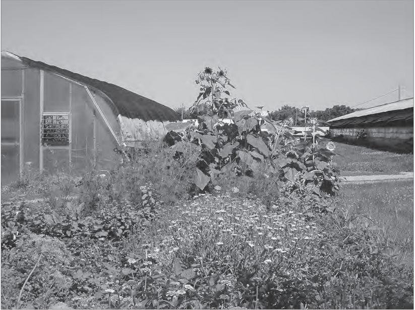 Featured archival image for Applied Biodynamics — Issue 072 (Spring 2011)