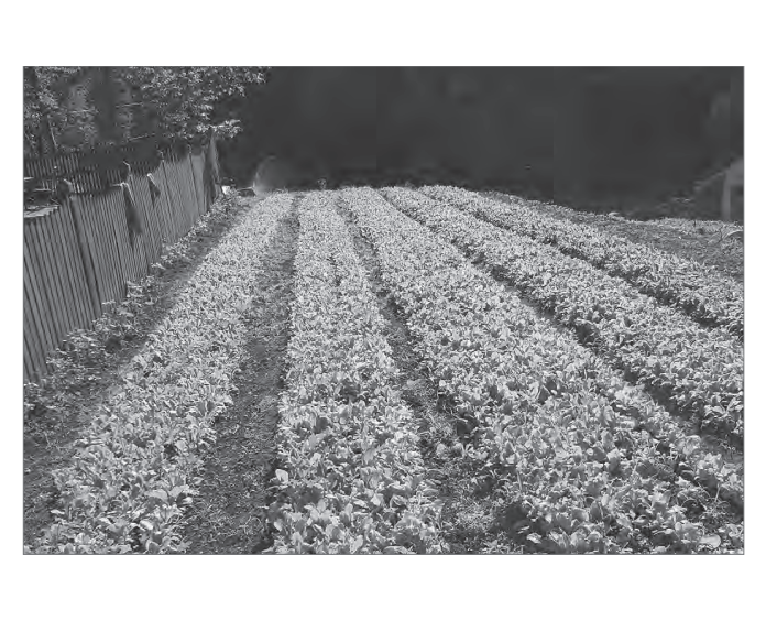 Featured archival image for Applied Biodynamics — Issue 074 (Autumn 2011)