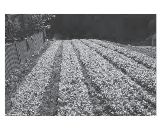 Featured archival image for Applied Biodynamics — Issue 074 (Autumn 2011)