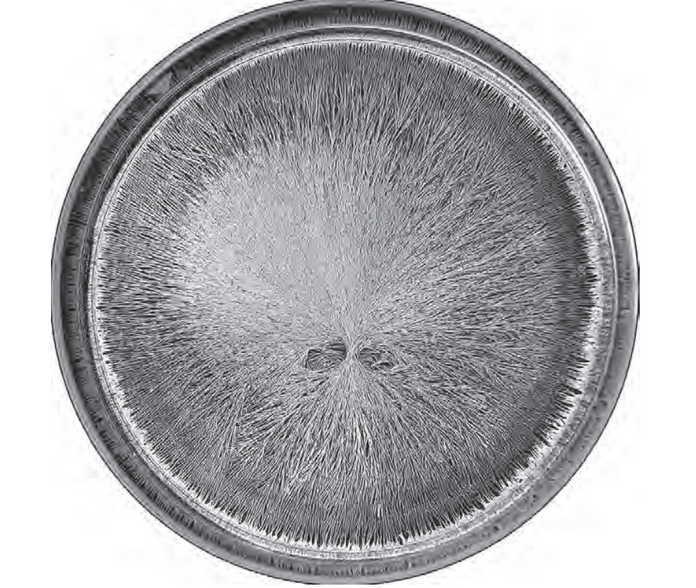 Featured archival image for Applied Biodynamics — Issue 075 (Winter 2011–2012)