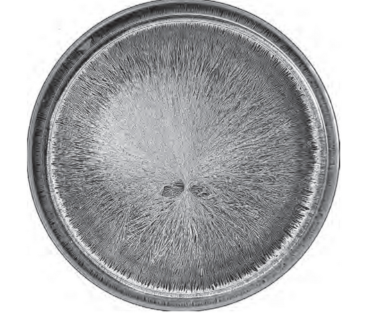 Featured archival image for Applied Biodynamics — Issue 075 (Winter 2011–2012)
