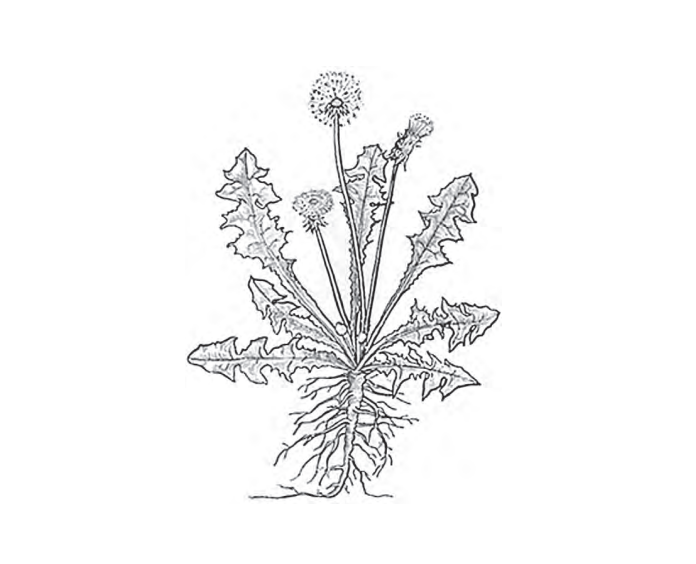 Applied Biodynamics — Issue 076 (Spring 2012)