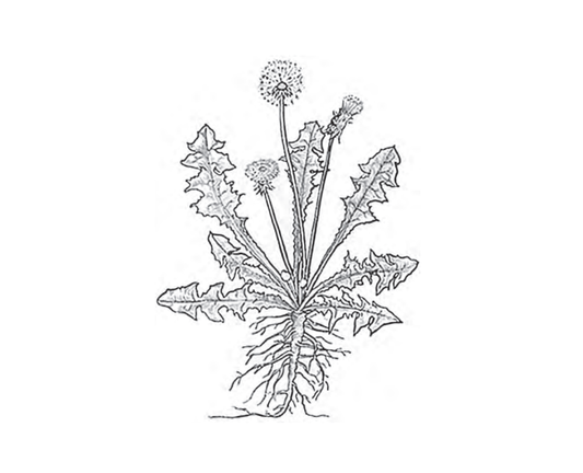 Featured archival image for Applied Biodynamics — Issue 076 (Spring 2012)