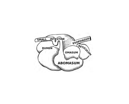 Featured archival image for Applied Biodynamics — Issue 080 (Spring 2013)