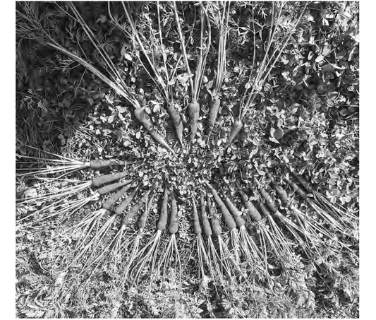Featured archival image for Applied Biodynamics — Issue 094 (Fall–Winter 2018)