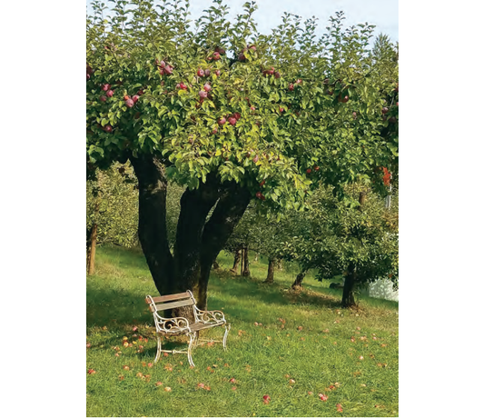 Featured archival image for Applied Biodynamics — Issue 101 (Autumn 2021)