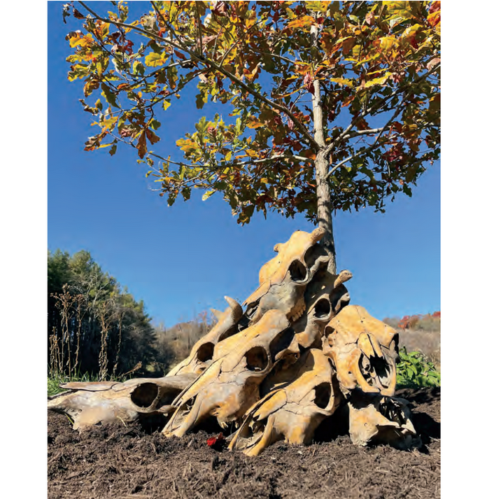 Featured archival image for Applied Biodynamics — Issue No. 102 (Winter 2021)
