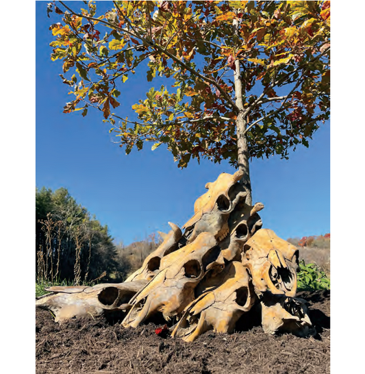 Featured archival image for Applied Biodynamics — Issue No. 102 (Winter 2021)