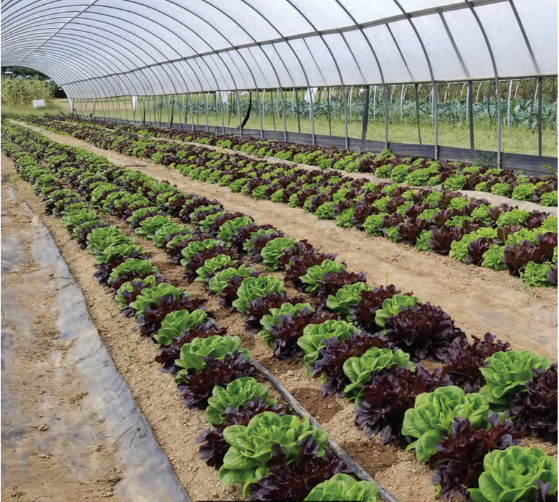 Applied Biodynamics — Issue No. 103 (Spring 2022)