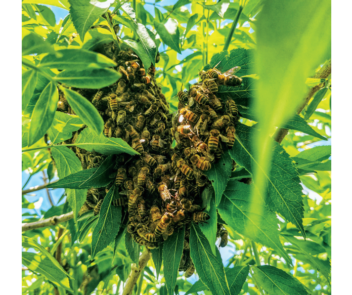 Applied Biodynamics — Issue No. 104 (Summer 2022)