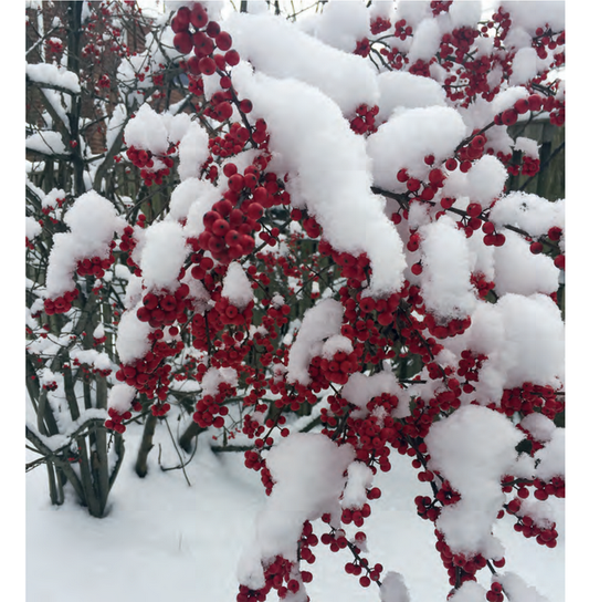 Featured archival image for Applied Biodynamics — Issue No. 106 (Winter 2022)